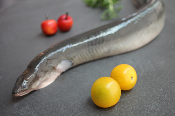 Grüner Aal mit Kopf online bestellen | Frischen Fisch kaufen