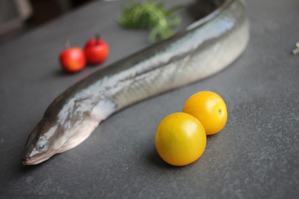 Grüner Aal mit Kopf online bestellen | Frischen Fisch kaufen