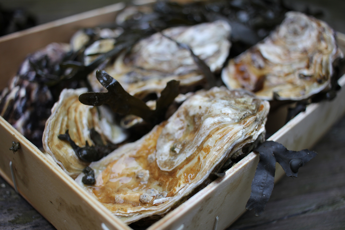 Austern Fine de claires online kaufen Expressversand