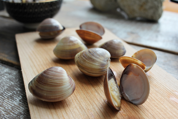 Venusmuscheln - braun, in Schale Venusmuscheln - braun, in Schale