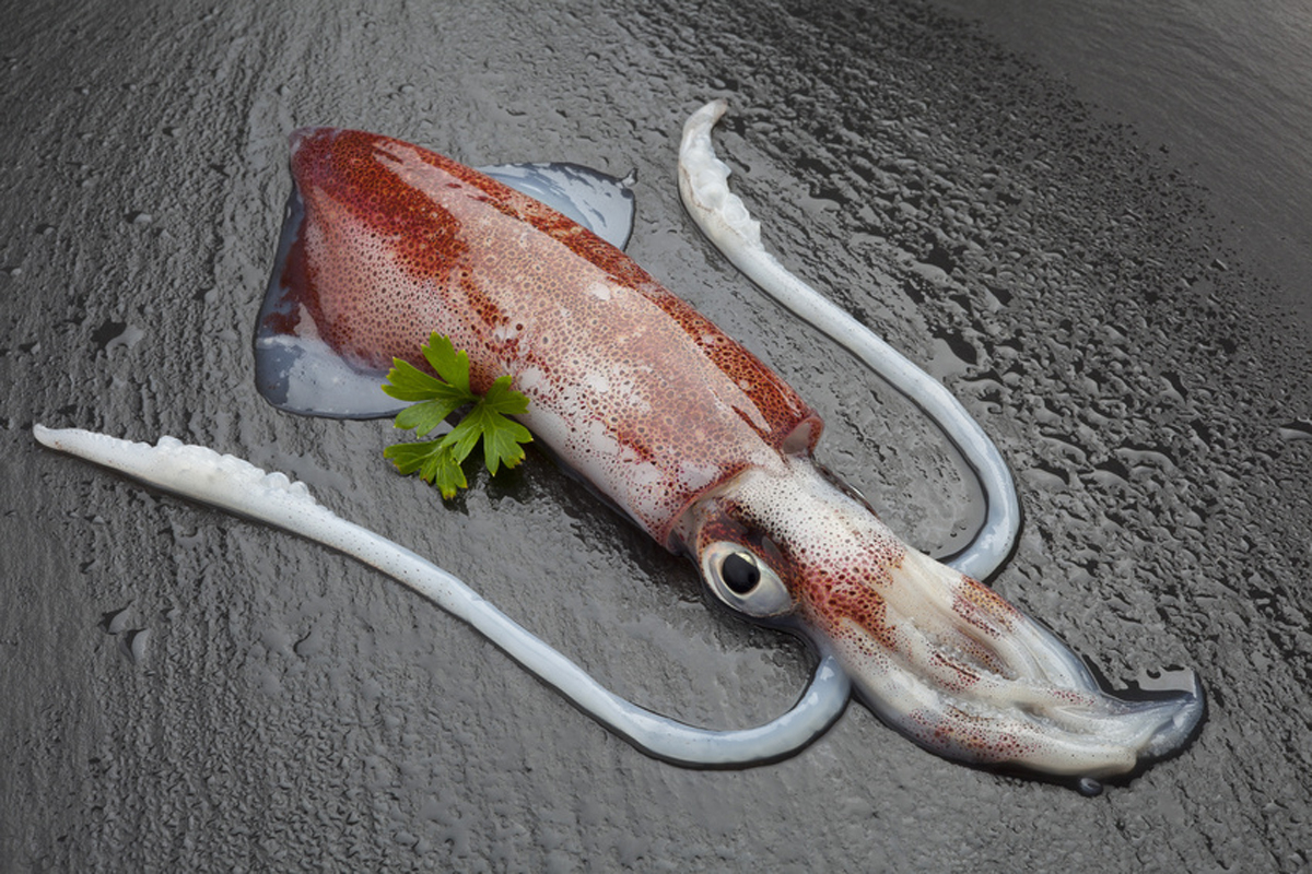 Oktopus &amp; Tintenfisch online kaufen | send a fish